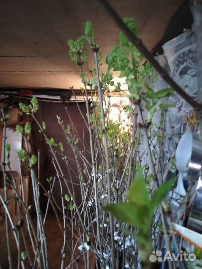 Сирень разных сортов на штамбе и без