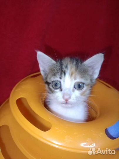 Трехцветный котенок девочка