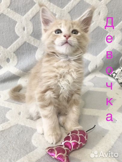 Котята породы Мейн-кун