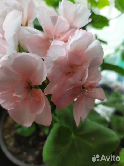 Пеларгония герань сортовая