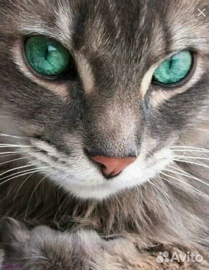 Передержка кошек,котоняня,зооняня