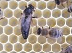Пчело-пакеты Пчелосемьи