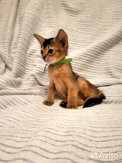Абиссинские котята