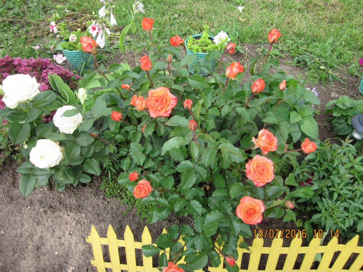 Дача 50 м² на участке 20 сот.