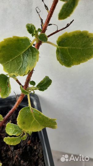 Гортензия плетистая Mirranda