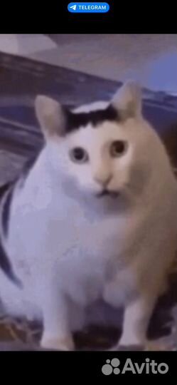 Легендарный кот мем