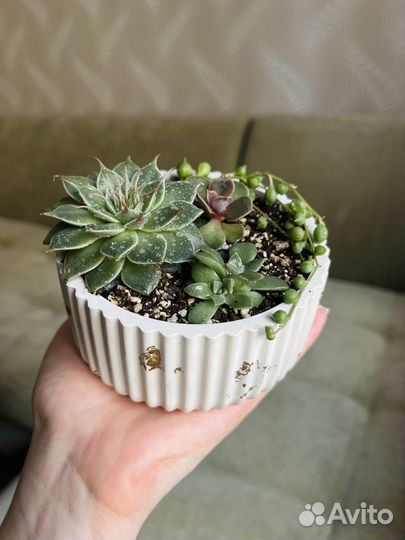 Суккуленты