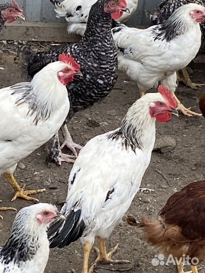 Доминанты петухи куры