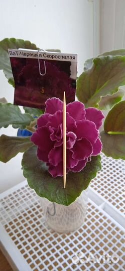 Сортовые фиалки