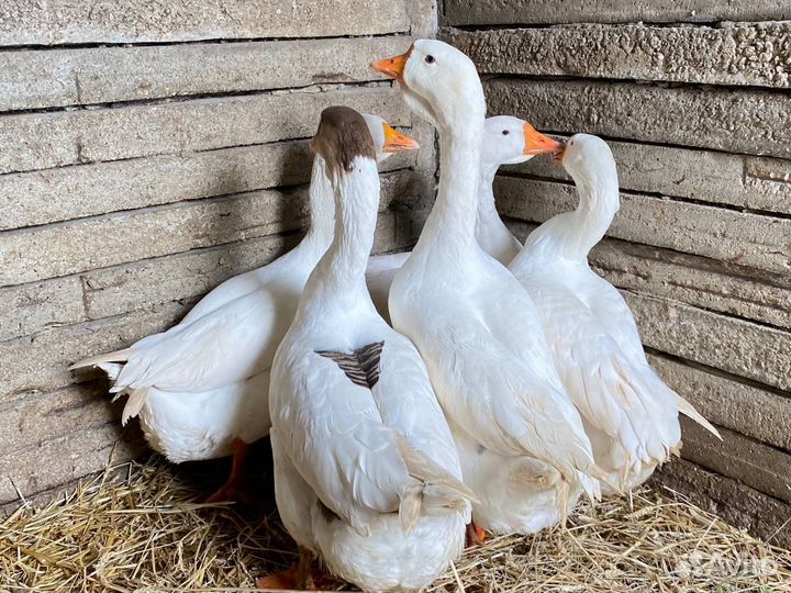 Продам гусей