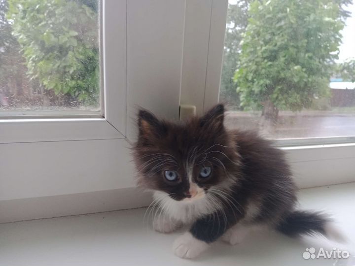 Котята мальчик и девочка в добрые руки бесплатно