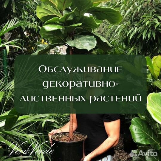 Уход за комнатными растениями