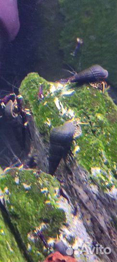 Тиломелания