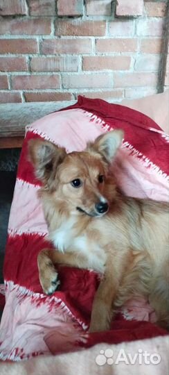 Щенки девочки