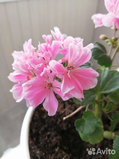 Герань пеларгония сортовая Saga