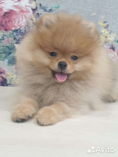 Щенки померанского шпица