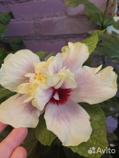 Срезы сортовых гибискусов