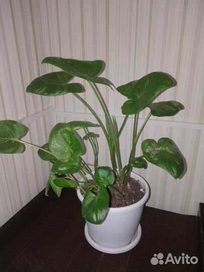 Комнатный цветок