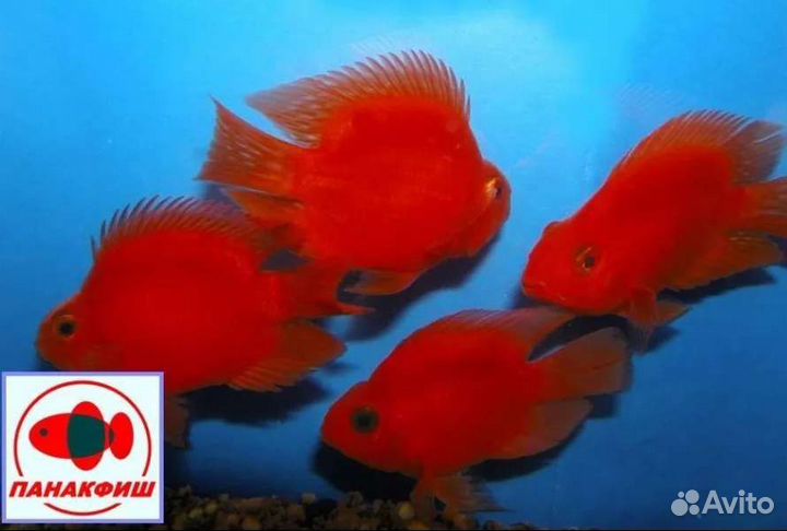 Попугай красный