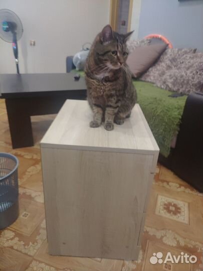 Тумба прикроватная закрытая Заречье Ника