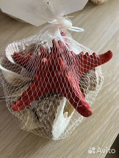 Морские ракушки