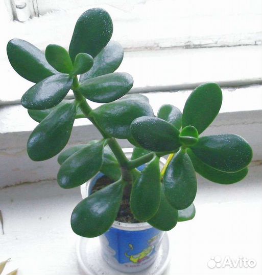 Денежное дерево, толстянка, красула