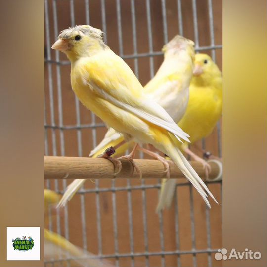 Канарейки и Кенара поющие