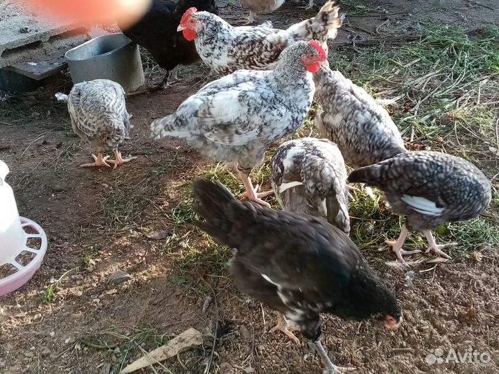 Куры молодки