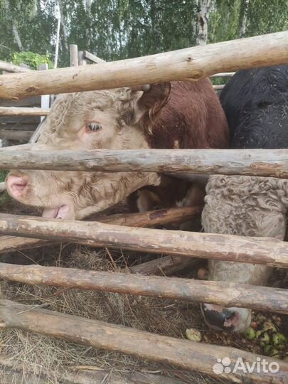 Бычки и быки, телки, 1 год, корова