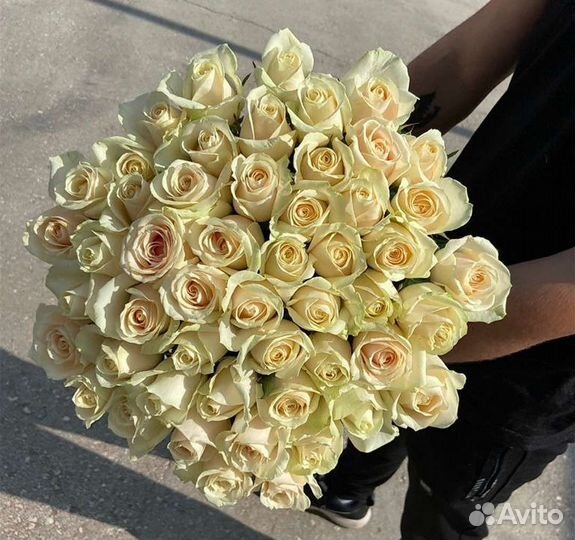 Высокие розы. Роза 70см Голландия