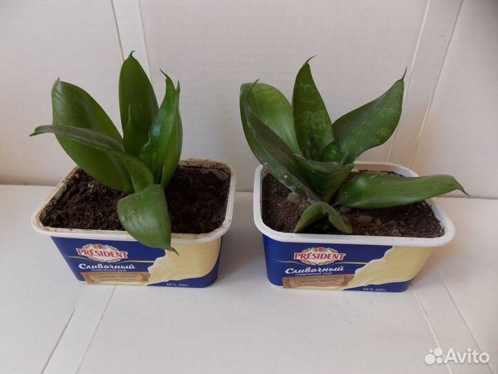 Комнатное растение - сансевиерия