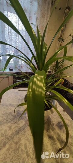 Комнатные цветы