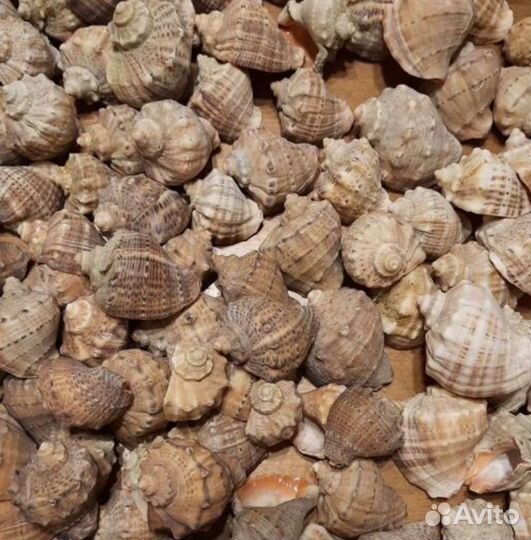 Ракушка рапан