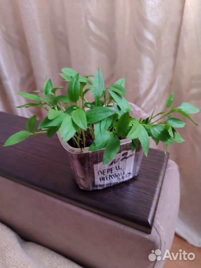 Рассада. Сладкий перец