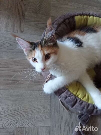 Кошка