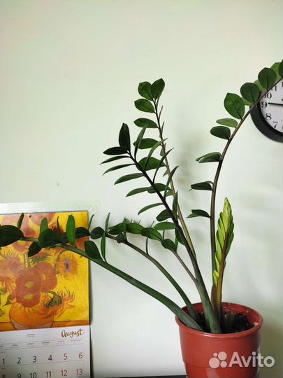 Замиокулькас