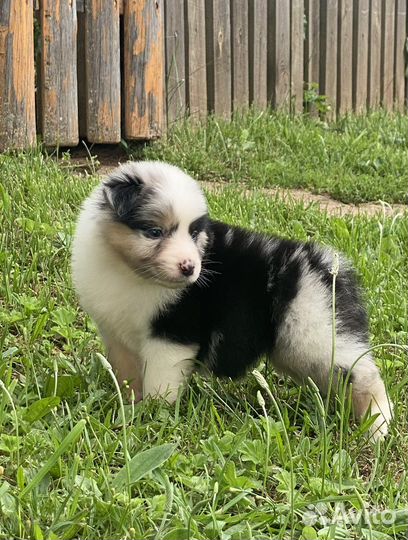 Австралийская овчарка, щенок