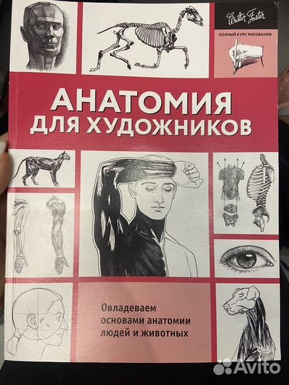 Анатомия для художников