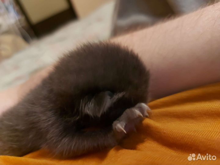Отдам котёнка бесплатно