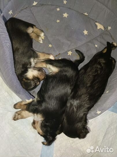 Продаем щенков Йорик