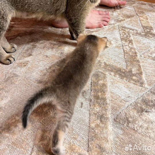 Шотландская элитная золотая девочка