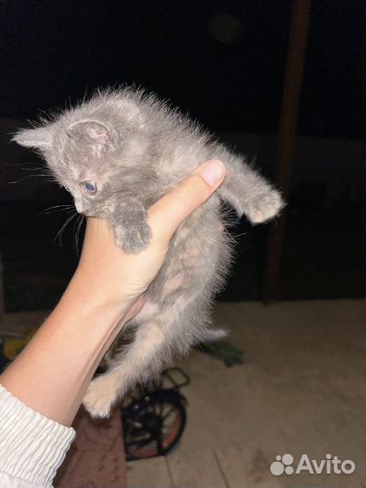 Кошечка в добрые руки
