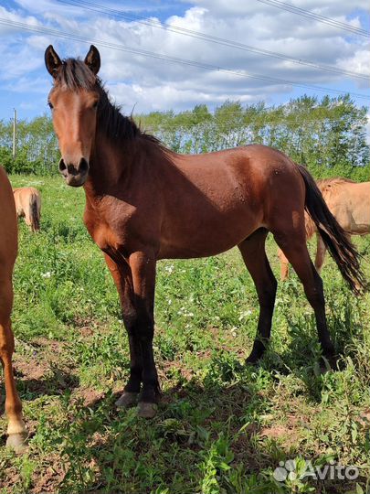 Жеребята, жеребчики