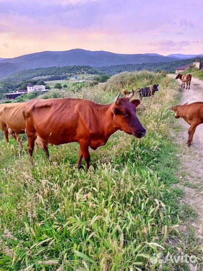 Продам корову