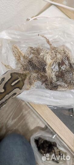 Змеиный выползок