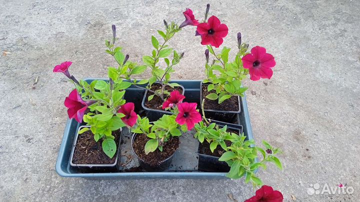 Петунии Тайделы