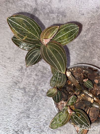 Лудизия дисколор (драгоценная орхидея)