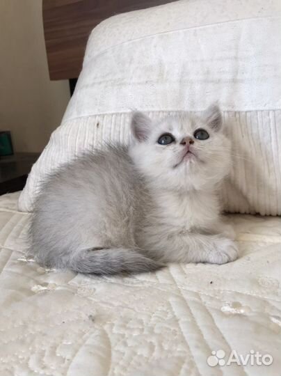 Британская серебристая шиншилла