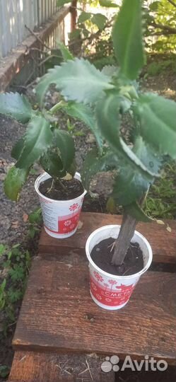 Комнатные цветы