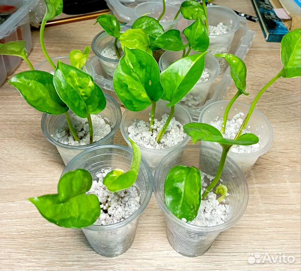 Эпипремнум Сциндапсус I